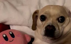 Dog Disobeys Owner's Command And Bites Their Toy - Animals - VIDEOTIME.COM