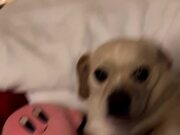 Dog Disobeys Owner's Command And Bites Their Toy