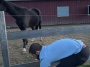 Man Gets Electric Shock While Trying to Feed Horse
