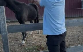 Man Gets Electric Shock While Trying to Feed Horse - Animals - VIDEOTIME.COM