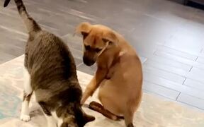 Puppy Gags After Sniffing Cat's Butt