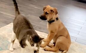 Puppy Gags After Sniffing Cat's Butt - Animals - VIDEOTIME.COM