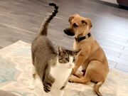 Puppy Gags After Sniffing Cat's Butt