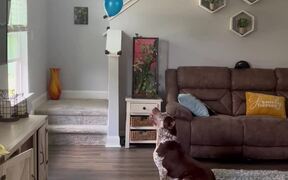 Adorable Dog Humors Itself - Animals - VIDEOTIME.COM