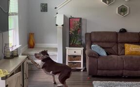Adorable Dog Humors Itself - Animals - VIDEOTIME.COM