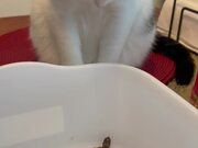 Cats Behave Well While Meeting Baby Turtles