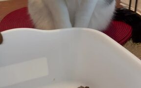 Cats Behave Well While Meeting Baby Turtles - Animals - Videotime.com