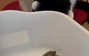 Cats Behave Well While Meeting Baby Turtles
