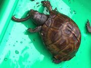 Hungry Eastern Box Turtle