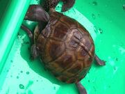 Hungry Eastern Box Turtle