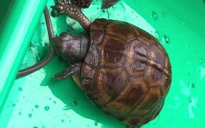 Hungry Eastern Box Turtle - Animals - VIDEOTIME.COM