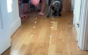 Cute Frenchie Celebrates His 'Adoptaversary' - Animals - VIDEOTIME.COM