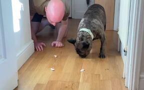 Cute Frenchie Celebrates His 'Adoptaversary' - Animals - Videotime.com