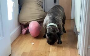 Cute Frenchie Celebrates His 'Adoptaversary' - Animals - VIDEOTIME.COM