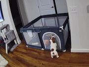 Puppy Escapes Pen & Returns Before Owner Finds Out