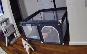 Puppy Escapes Pen & Returns Before Owner Finds Out - Animals - VIDEOTIME.COM