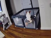 Puppy Escapes Pen & Returns Before Owner Finds Out
