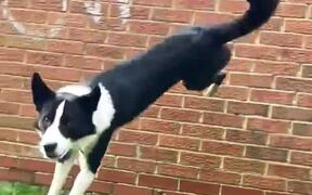 Agile Dog Jumps off Wall - Animals - VIDEOTIME.COM