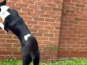 Agile Dog Jumps off Wall