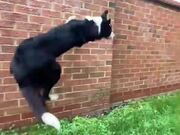Agile Dog Jumps off Wall