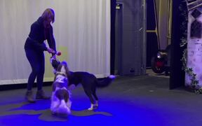 Girl Does Tricks With 2 Dogs Using Colourful Stick - Animals - VIDEOTIME.COM
