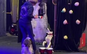 Girl Does Tricks With 2 Dogs Using Colourful Stick - Animals - VIDEOTIME.COM