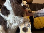 Artistic Dog Plays Ukulele