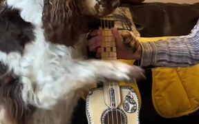 Artistic Dog Plays Ukulele - Animals - Videotime.com