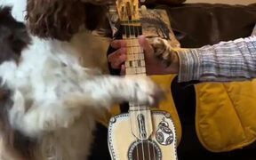 Artistic Dog Plays Ukulele - Animals - VIDEOTIME.COM