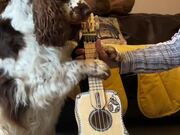 Artistic Dog Plays Ukulele