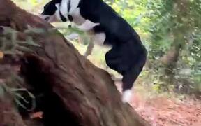 Dogs Chase Each Other Around on Trees - Animals - VIDEOTIME.COM