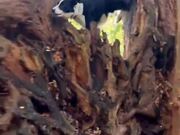 Dogs Chase Each Other Around on Trees