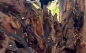 Dogs Chase Each Other Around on Trees - Animals - Videotime.com