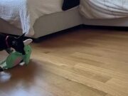 Dog Tries Hard to Get Atop Bed With Toy