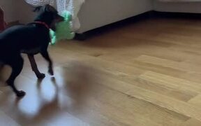 Dog Tries Hard to Get Atop Bed With Toy - Animals - VIDEOTIME.COM