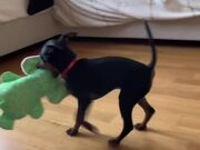 Dog Tries Hard to Get Atop Bed With Toy
