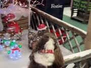 Dog Plays and Poses With Different Ornaments