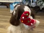 Dog Plays and Poses With Different Ornaments