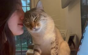 Cat Cuddles With His Owner