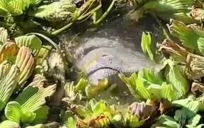 Manatee Eats Plants From Under Water
