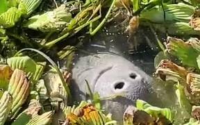 Manatee Eats Plants From Under Water