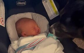 Dog Gets Excited to Meet New Born Baby - Animals - VIDEOTIME.COM