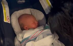 Dog Gets Excited to Meet New Born Baby