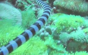 Diver Films Aquatic Life Underwater - Animals - VIDEOTIME.COM