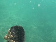 Diver Films Aquatic Life Underwater