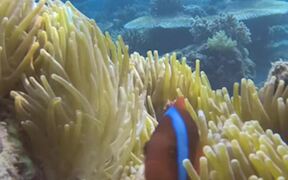 Diver Films Aquatic Life Underwater