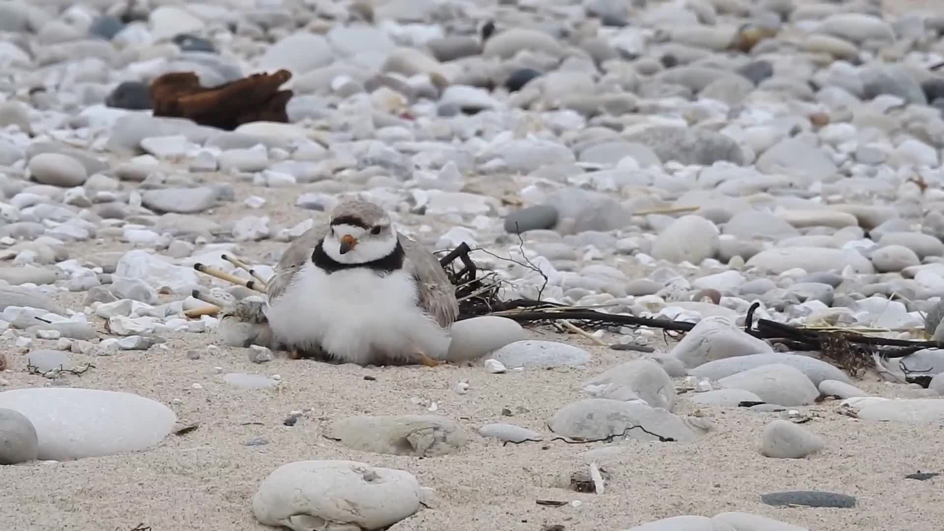 Piping Plover Bird Puffs Up Feathers
