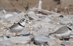One Piper Plover Bird Playfully Steps on Another - Animals - VIDEOTIME.COM