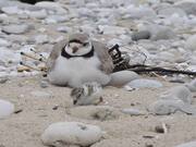 Piping Plover Bird Puffs Up Feathers