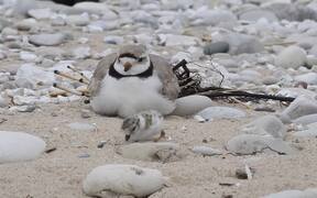 Piping Plover Bird Puffs Up Feathers - Animals - VIDEOTIME.COM